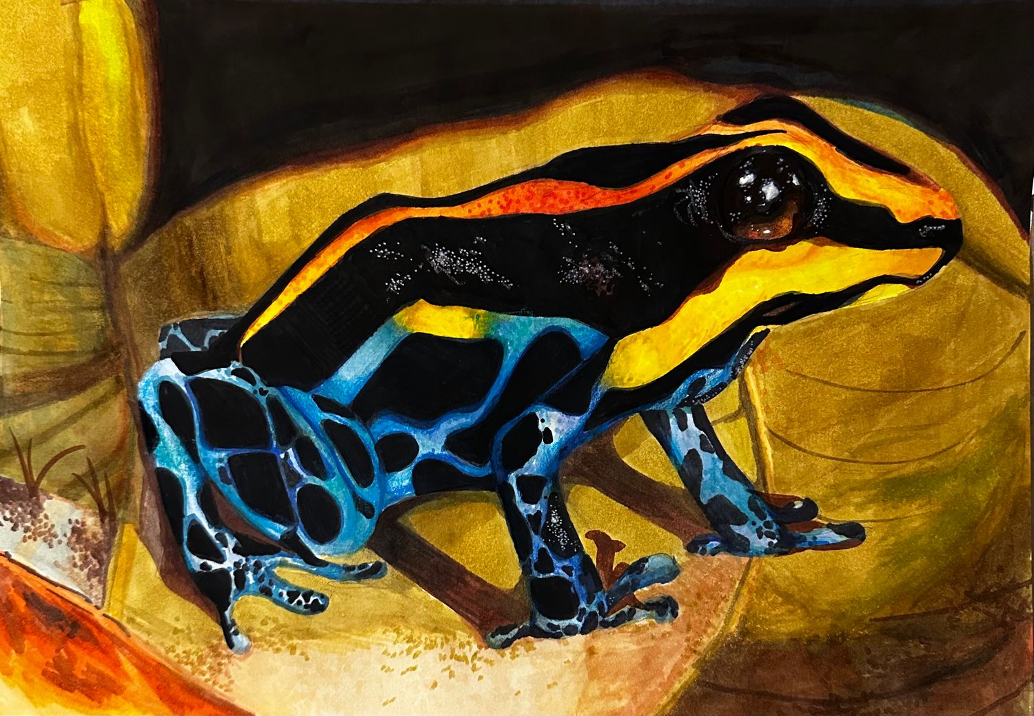 Drawing of black, blue, orange, and yellow Amazonian Poison Dart Frog sitting on leaf